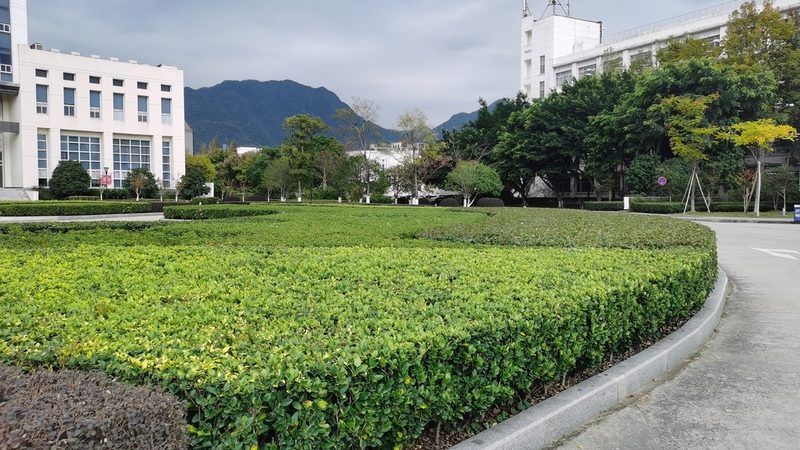 绿植租赁定制方案：优势与潜在风险