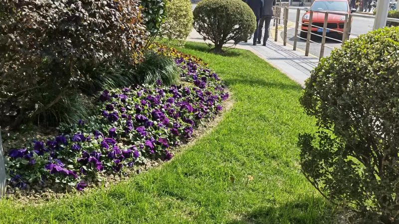 苗木种植关键步骤：如何避免常见失误